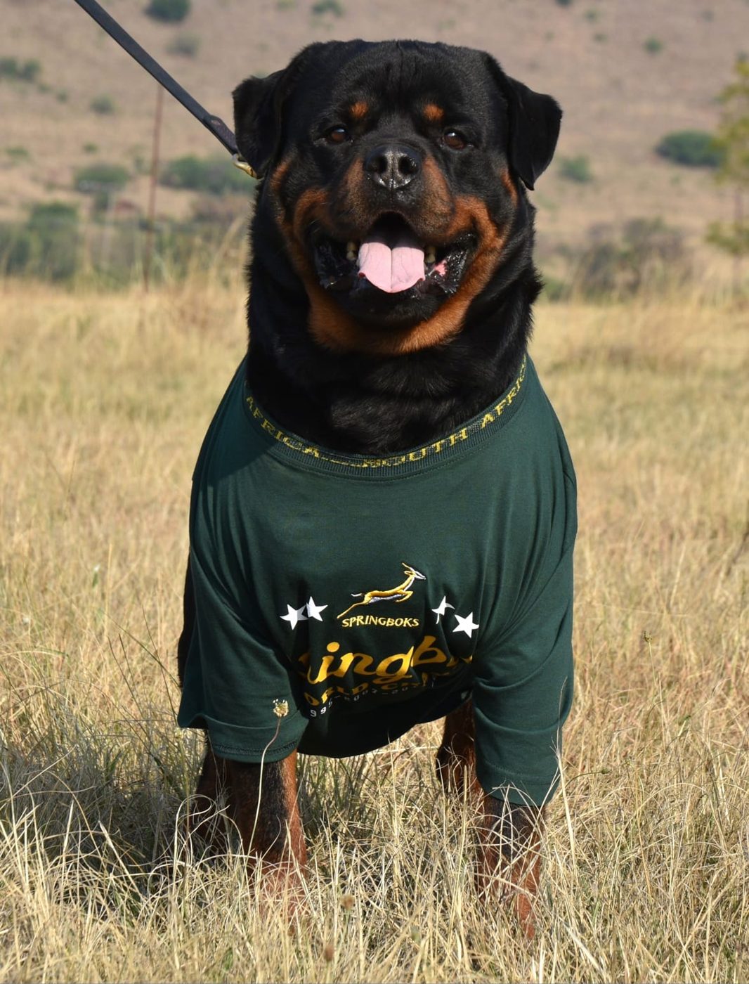 Gino vom Rheiderland of Craffenheim – Craffenheim Rottweilers