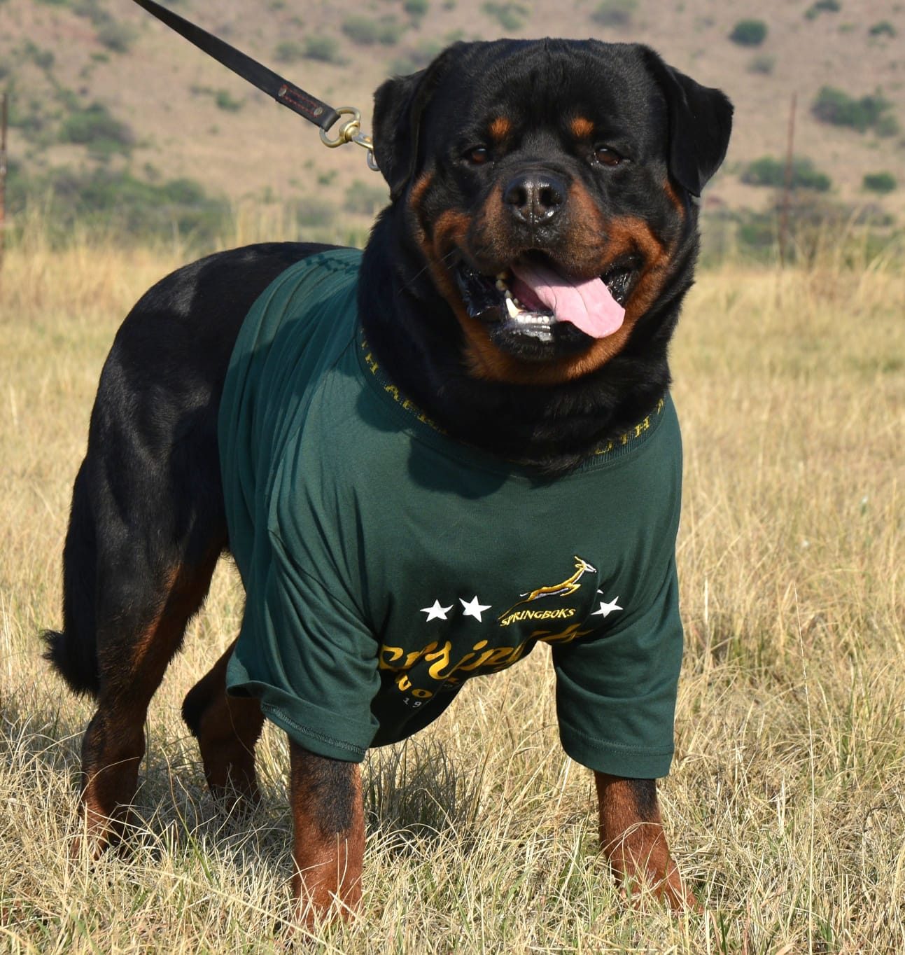 Gino vom Rheiderland of Craffenheim – Craffenheim Rottweilers