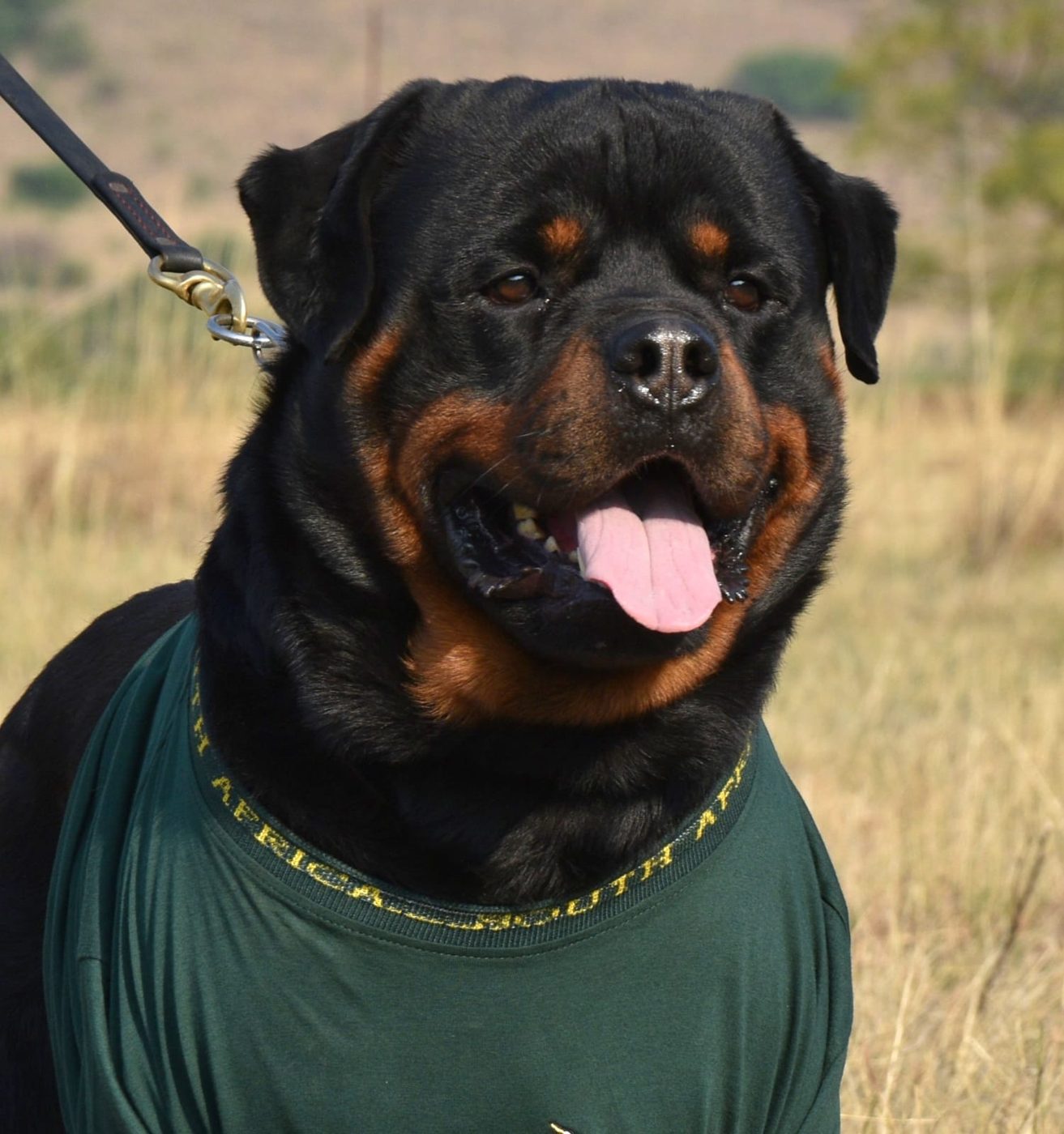 Gino vom Rheiderland of Craffenheim – Craffenheim Rottweilers