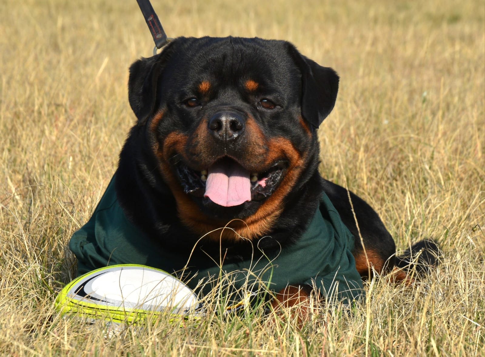 Gino vom Rheiderland of Craffenheim, Craffenheim Rottweiler male