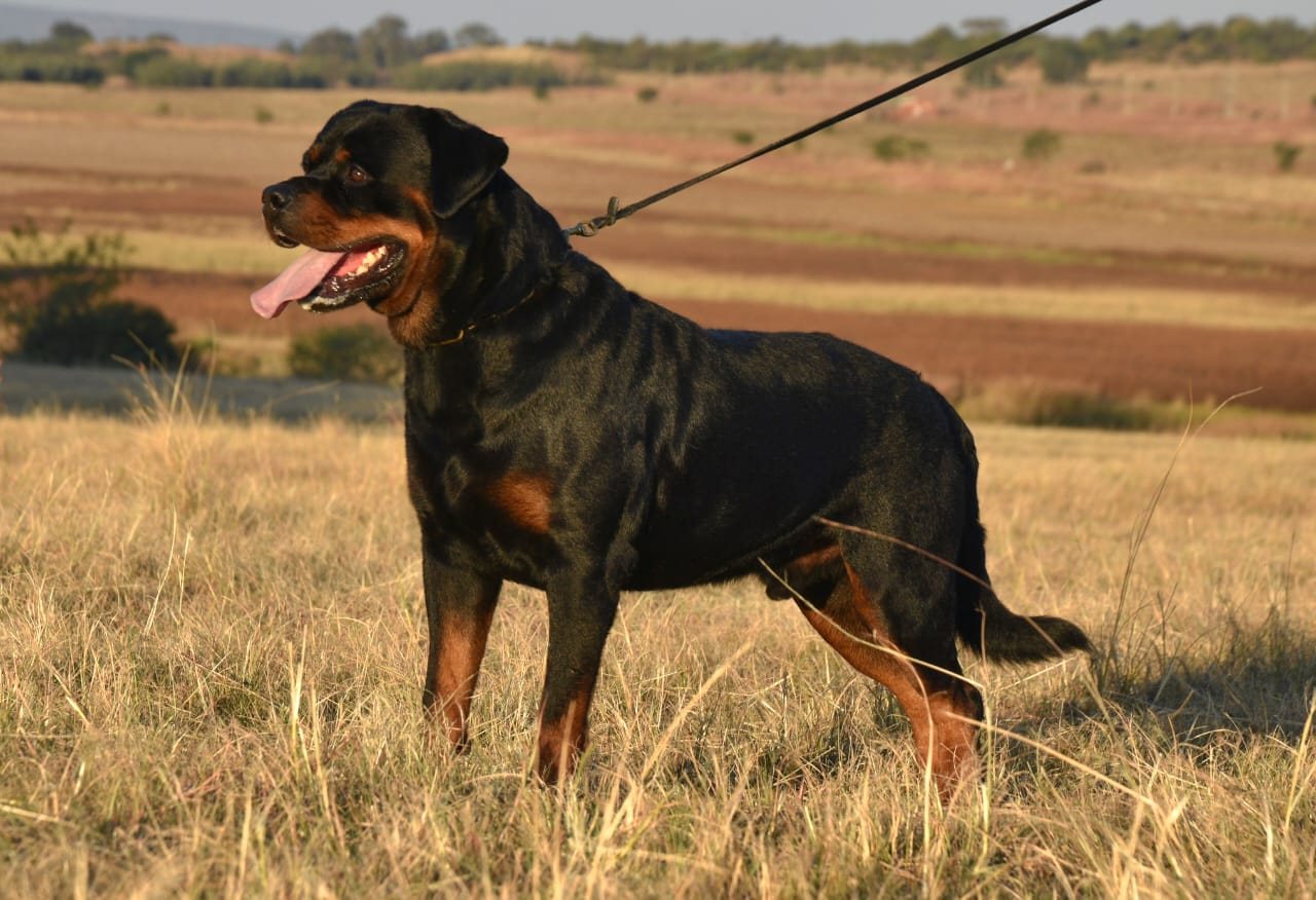 Hasko vom Hause Anin of Craffenheim, Craffenheim Rottweiler male