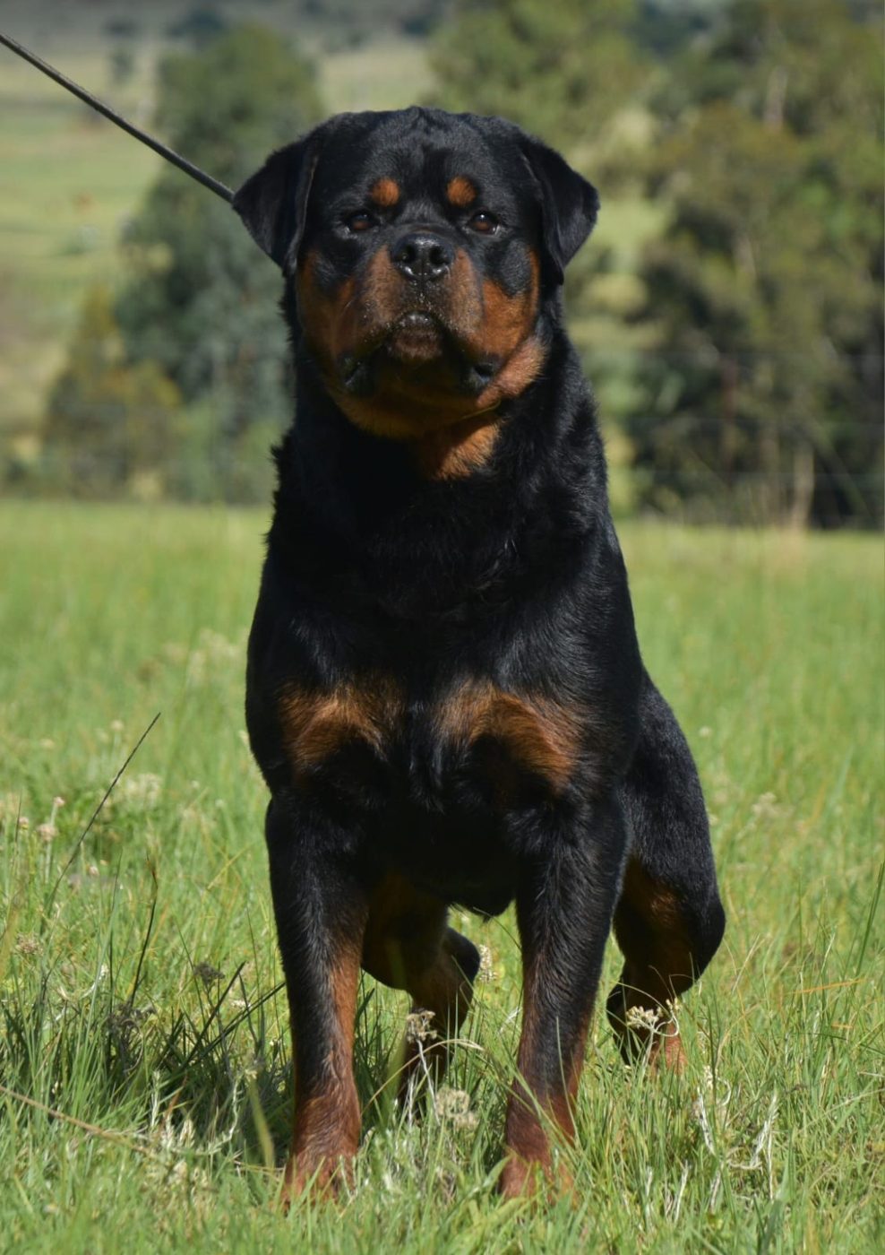Indio delle Abbadesse of Craffenheim – Craffenheim Rottweilers