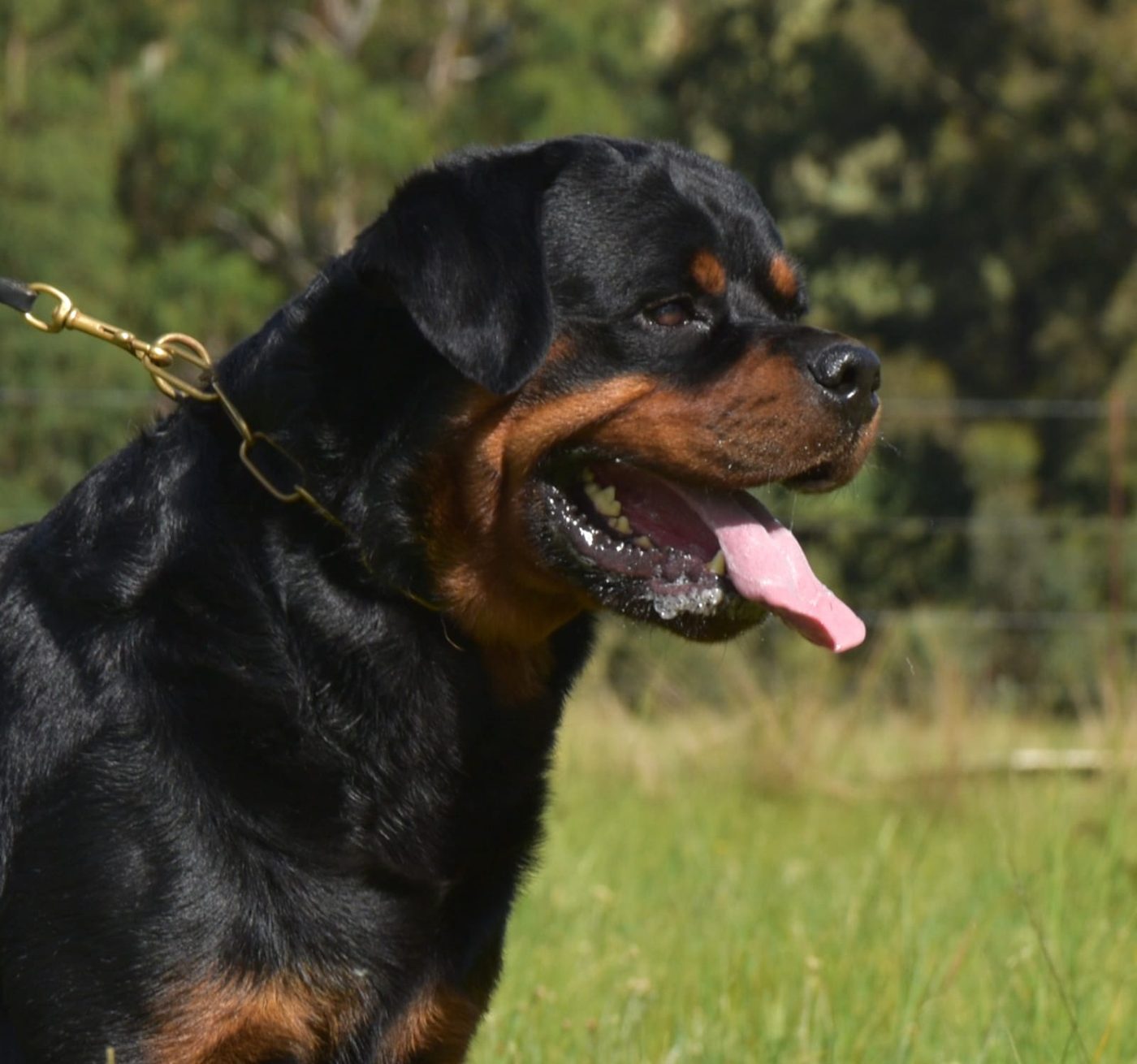 Indio delle Abbadesse of Craffenheim – Craffenheim Rottweilers