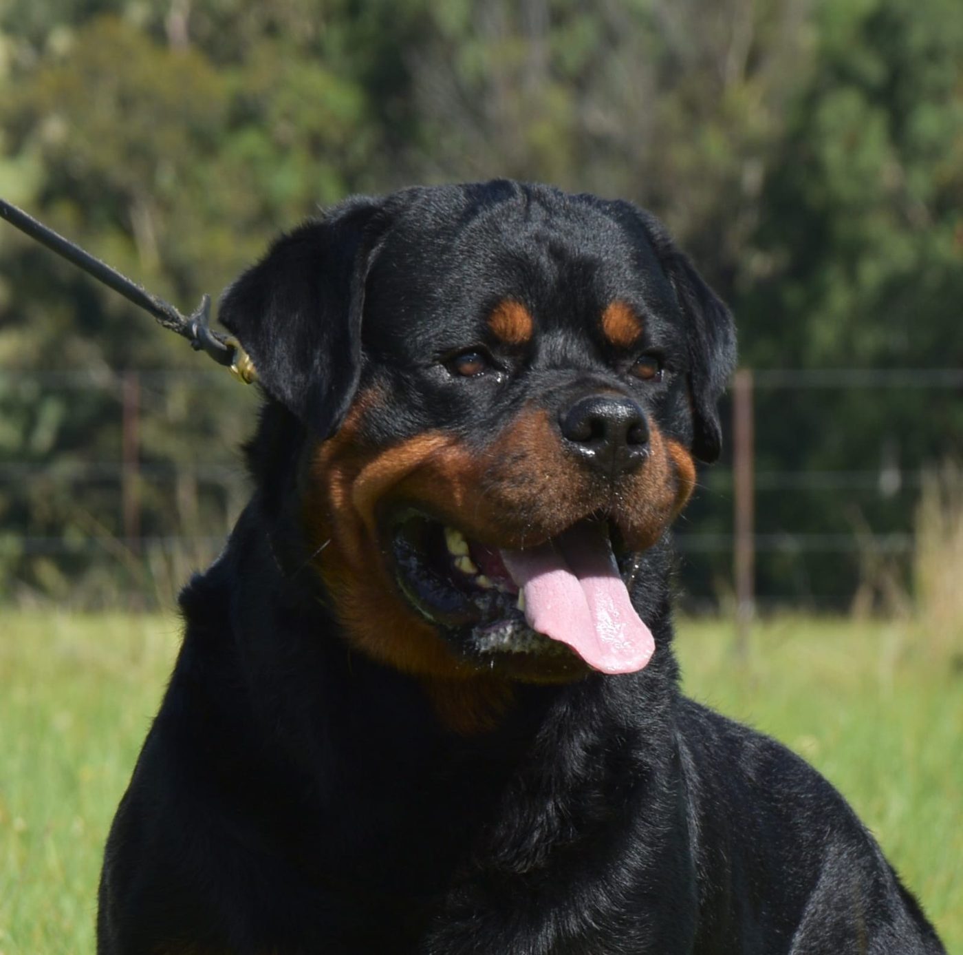 Indio delle Abbadesse of Craffenheim – Craffenheim Rottweilers