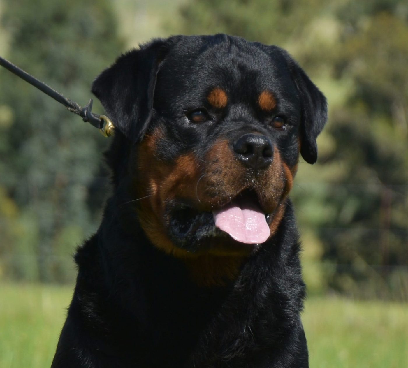 Indio delle Abbadesse of Craffenheim – Craffenheim Rottweilers