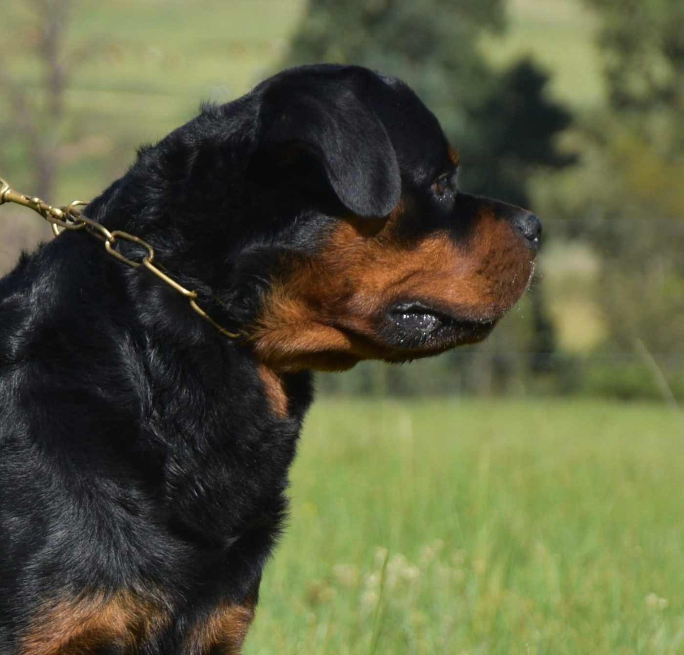 Indio delle Abbadesse of Craffenheim – Craffenheim Rottweilers