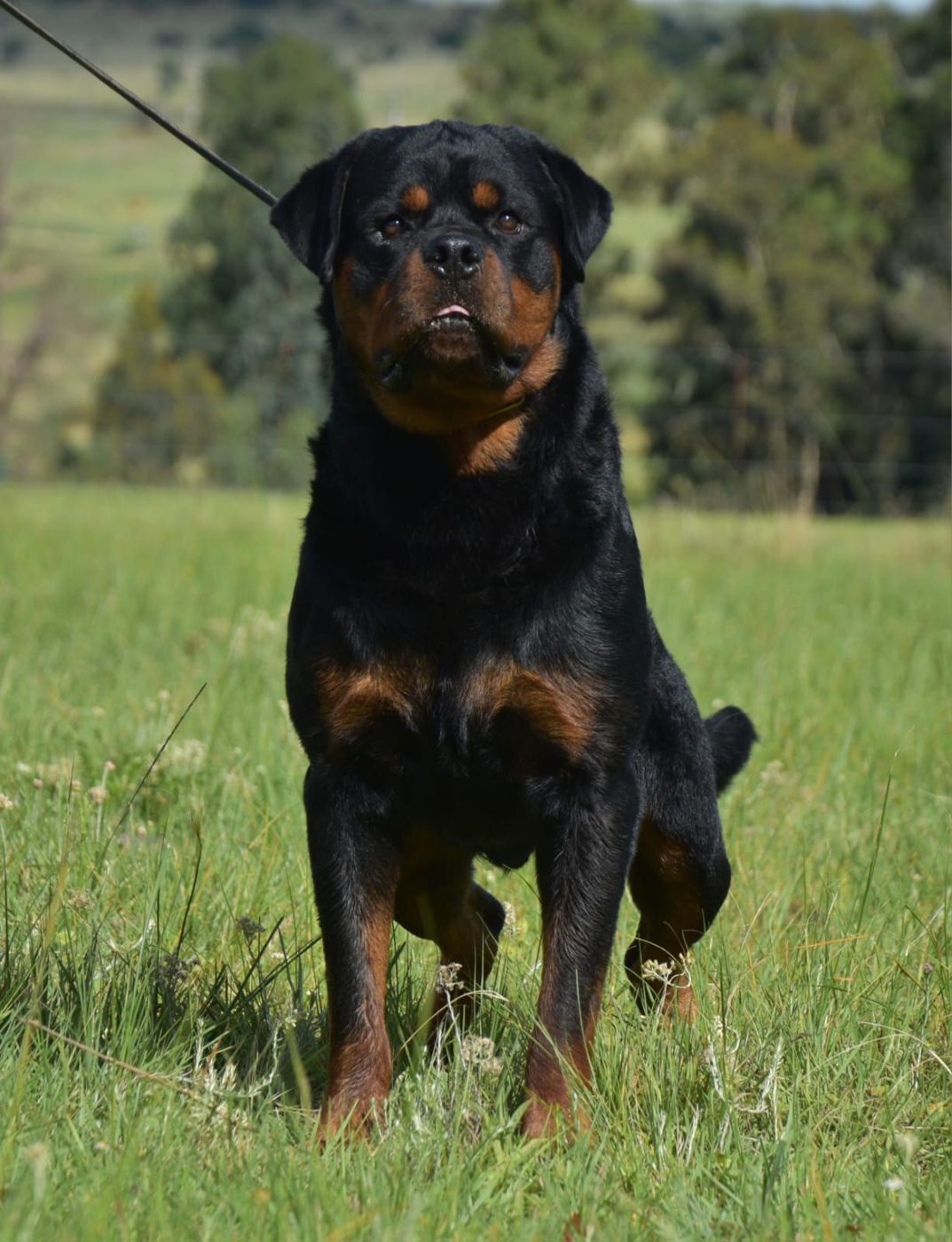 Indio delle Abbadesse of Craffenheim – Craffenheim Rottweilers