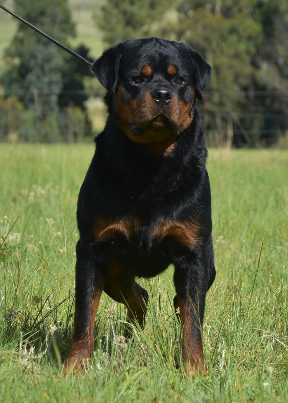 Indio delle Abbadesse of Craffenheim – Craffenheim Rottweilers