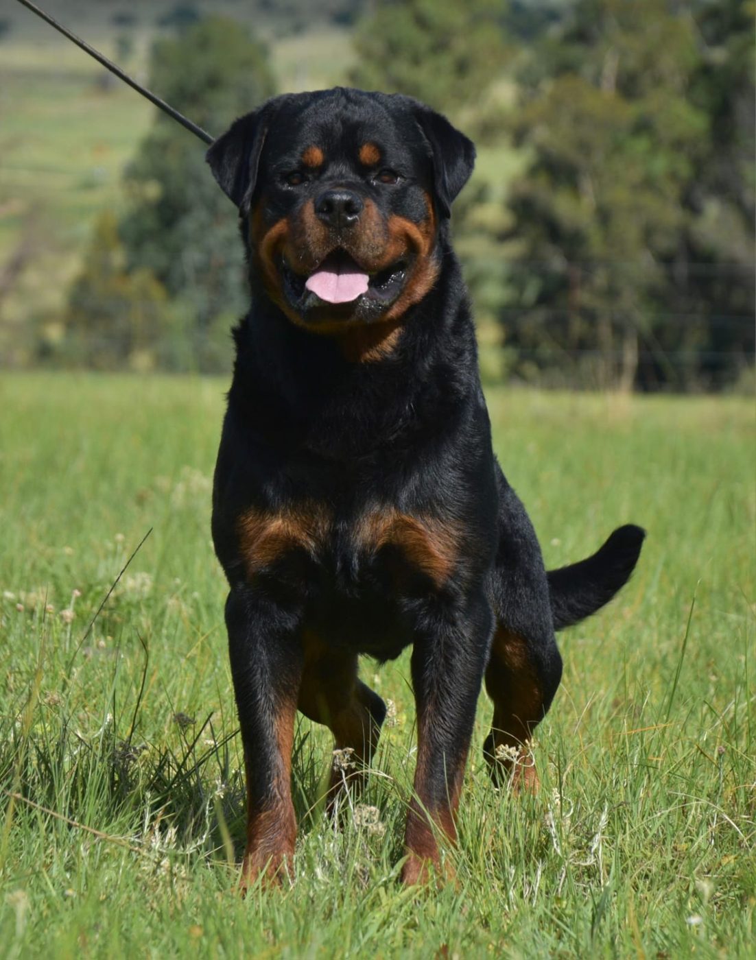 Indio delle Abbadesse of Craffenheim – Craffenheim Rottweilers
