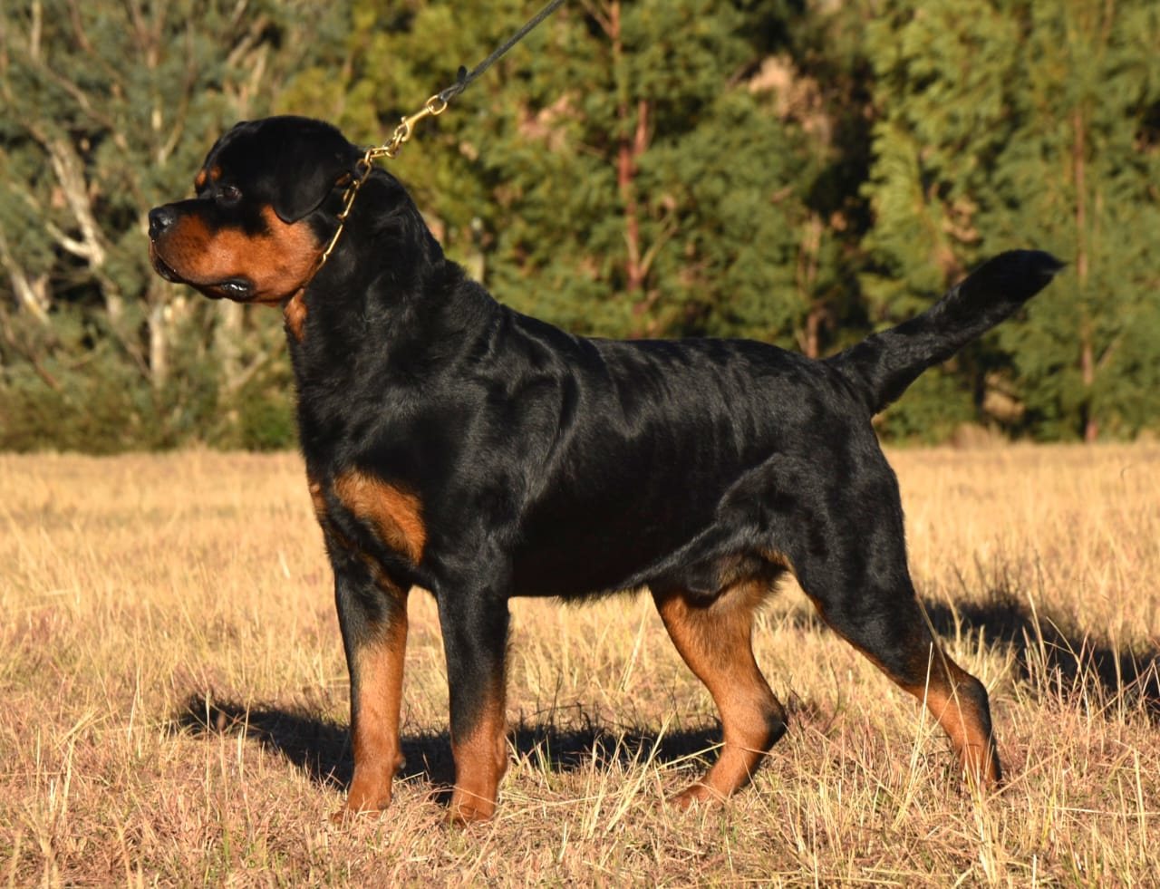 Indio delle Abbadesse of Craffenheim, Craffenheim Rottweiler male