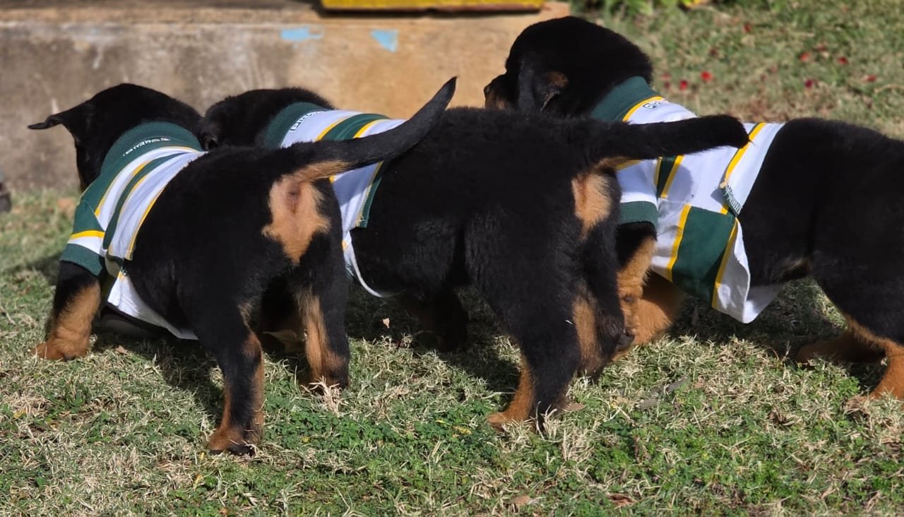 Craffenheim Rottweiler puppies in Springbok jerseys