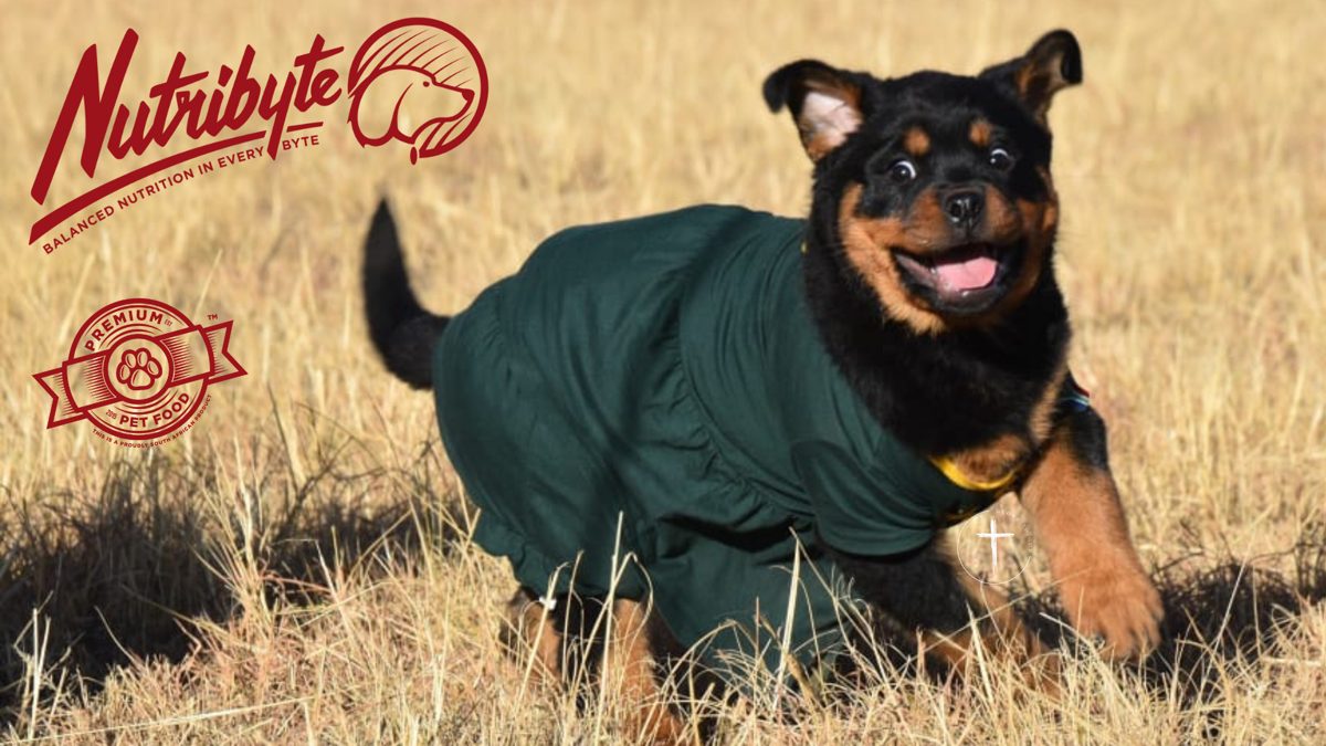 Rottweiler puppy enjoying the sunshine