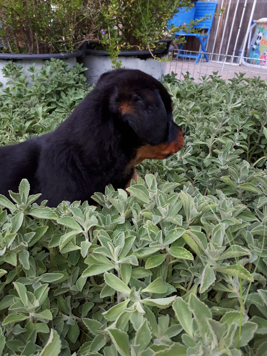 Rottweiler puppy among the garden plants