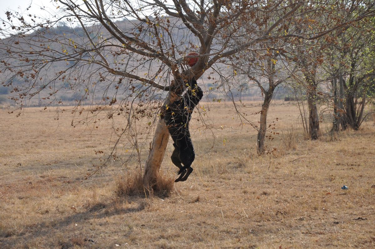 Young Rottweiler leaping up a tree