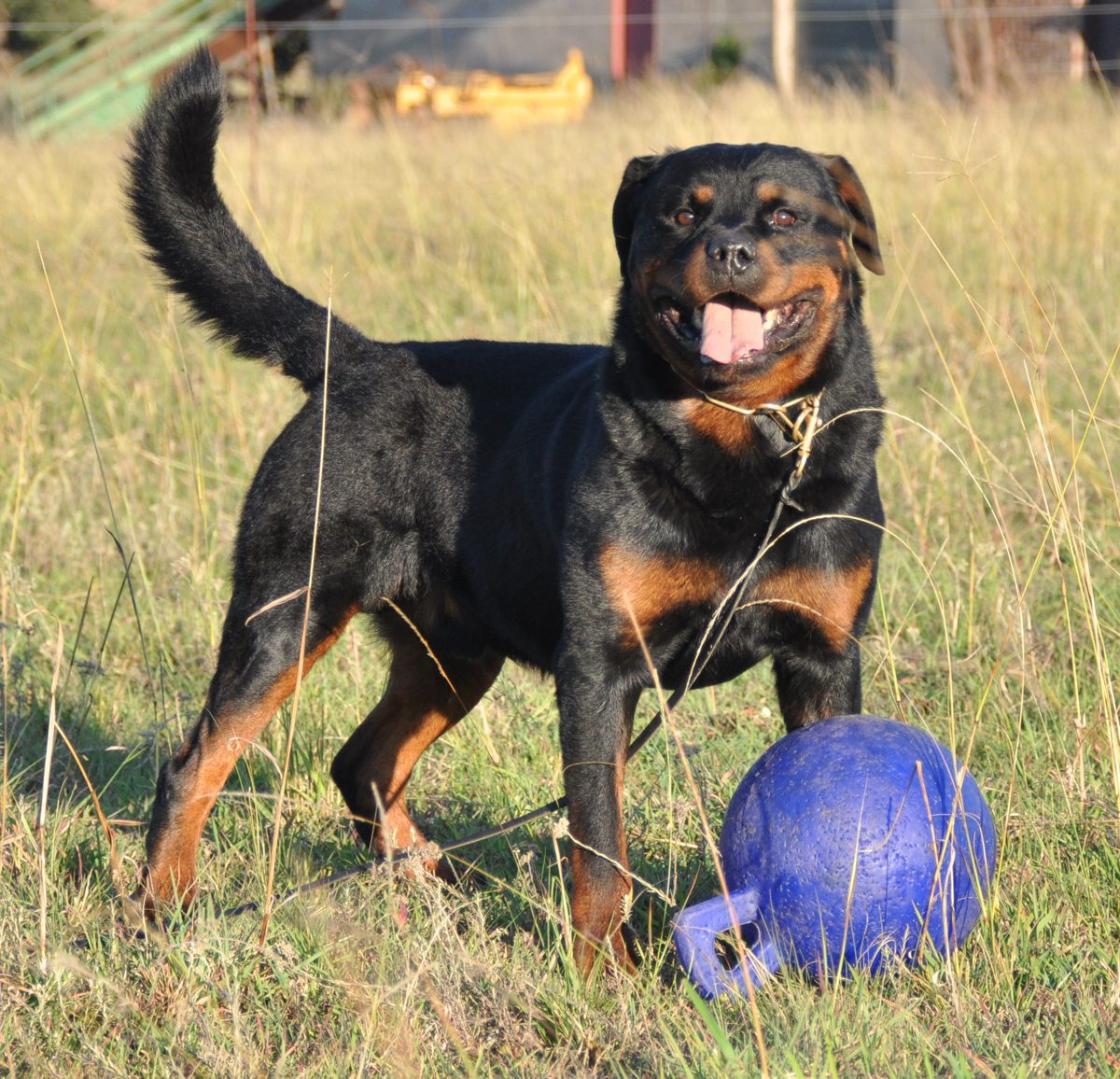 Young Rottweiler playing with a ball