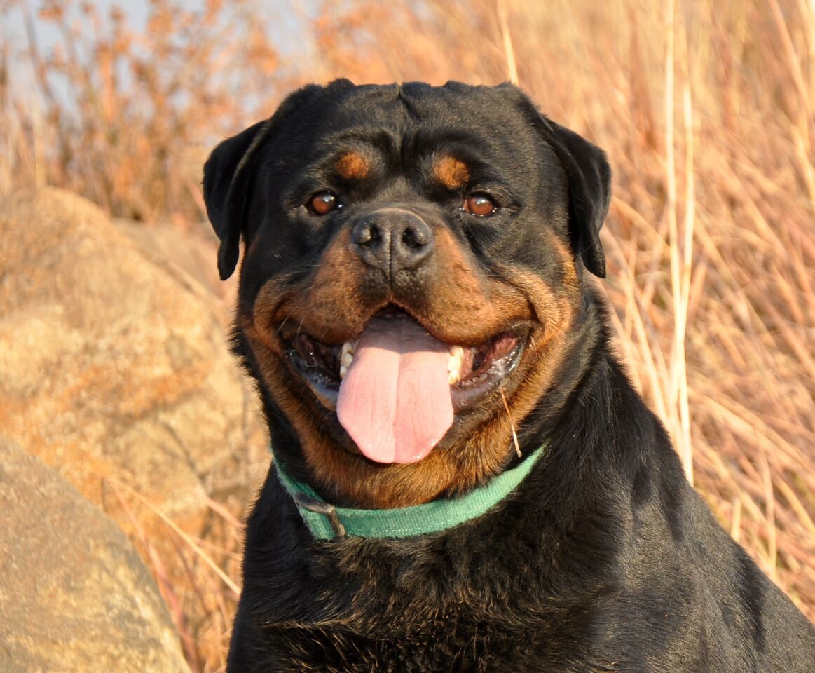 Happy Craffenheim Rottweiler