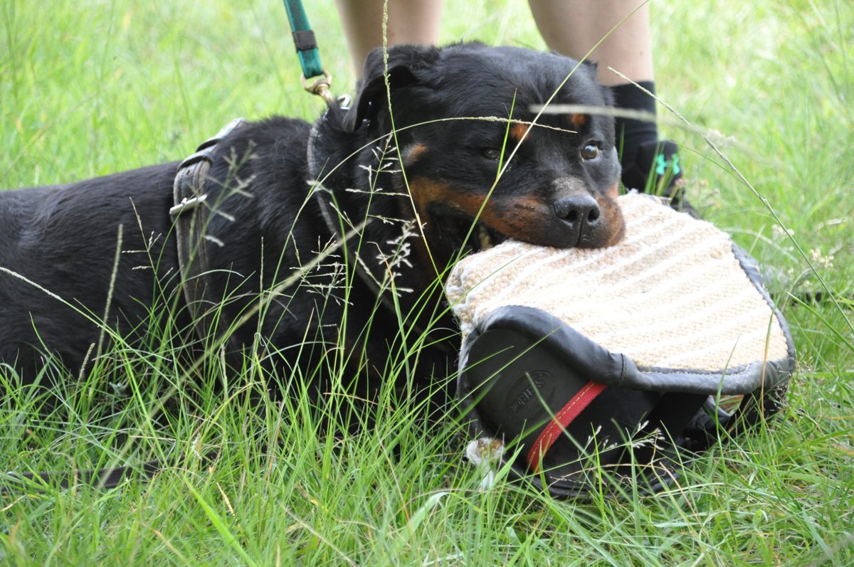 Rottweiler with a tug toy