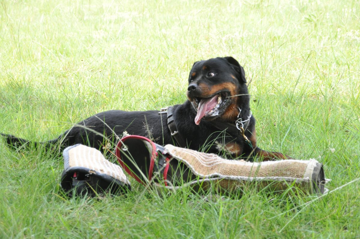 Rottweiler resting with a tug toy