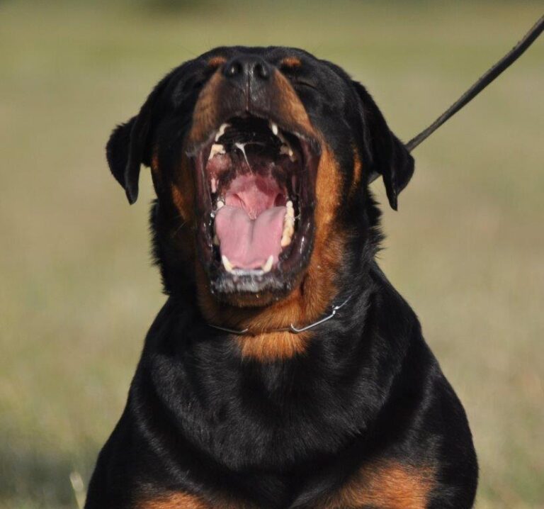 Adult Rottweiler showing its teeth and jaw