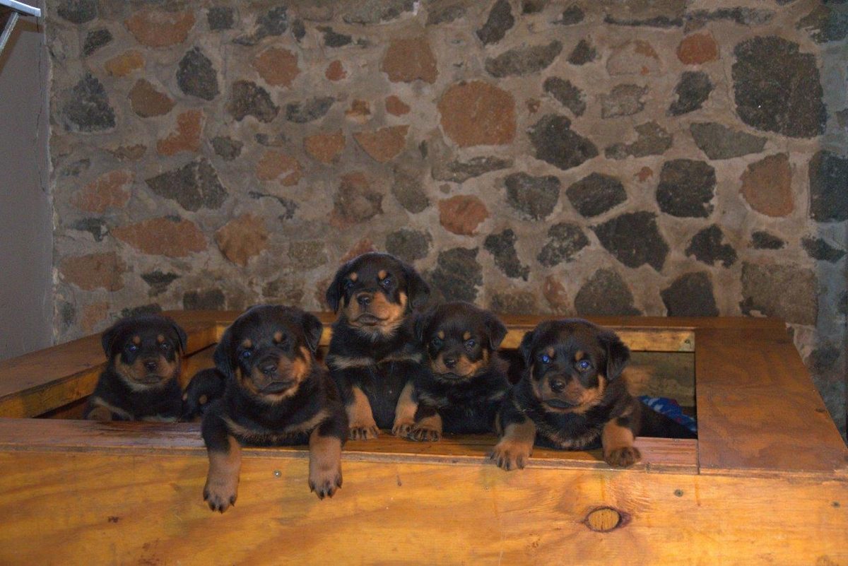 Craffenheim Rottweiler puppies in the whelping box