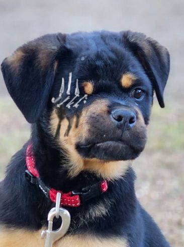Craffenheim Rottweiler puppy