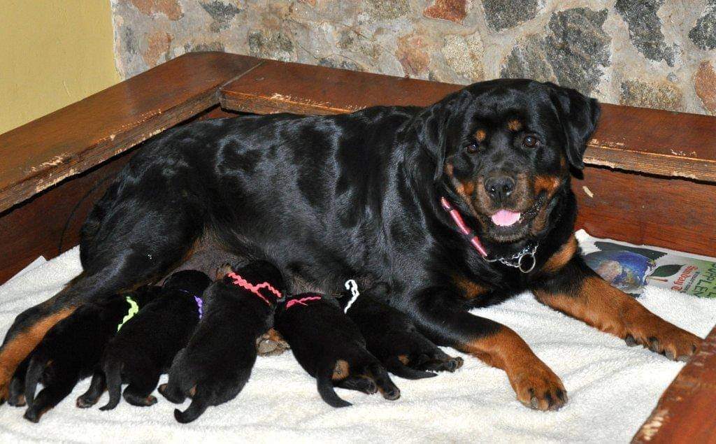 Rottweiler mother nursing her puppies