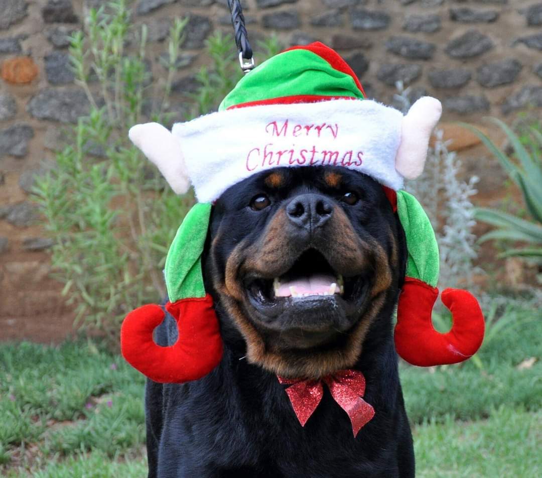 Rottweiler in a Christmas hat