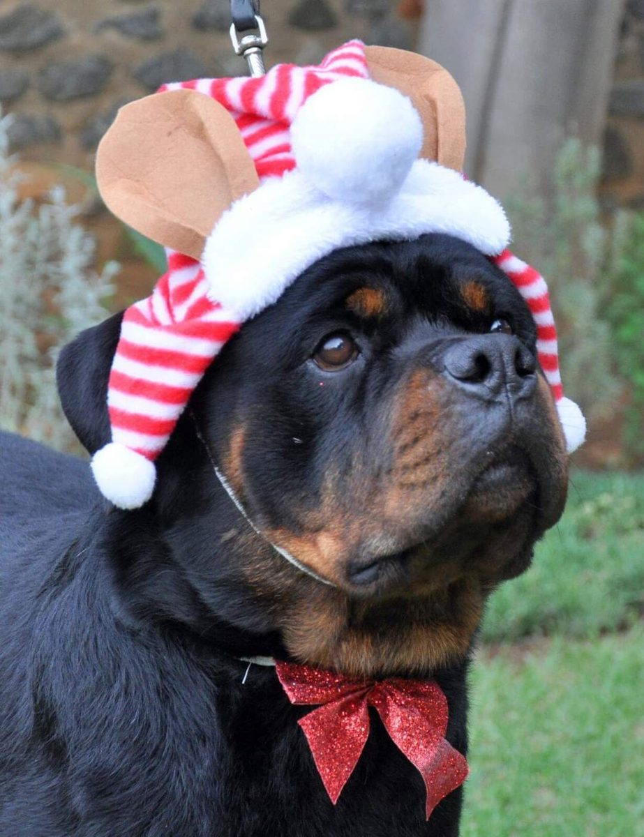 Rottweiler dressed up for Christmas