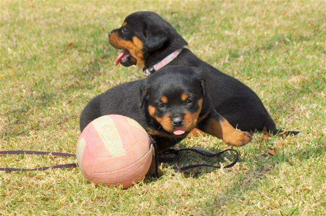Rottweiler puppies playing on the lawn