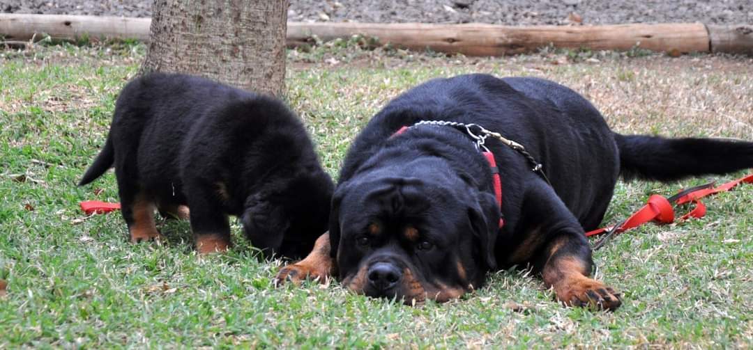 Two Rottweilers relaxing together on the grass