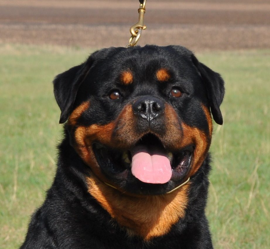 Glossy-coated Rottweiler portrait