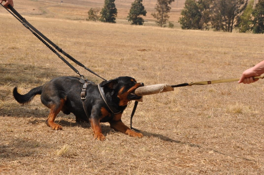 Young Rottweiler playing tug
