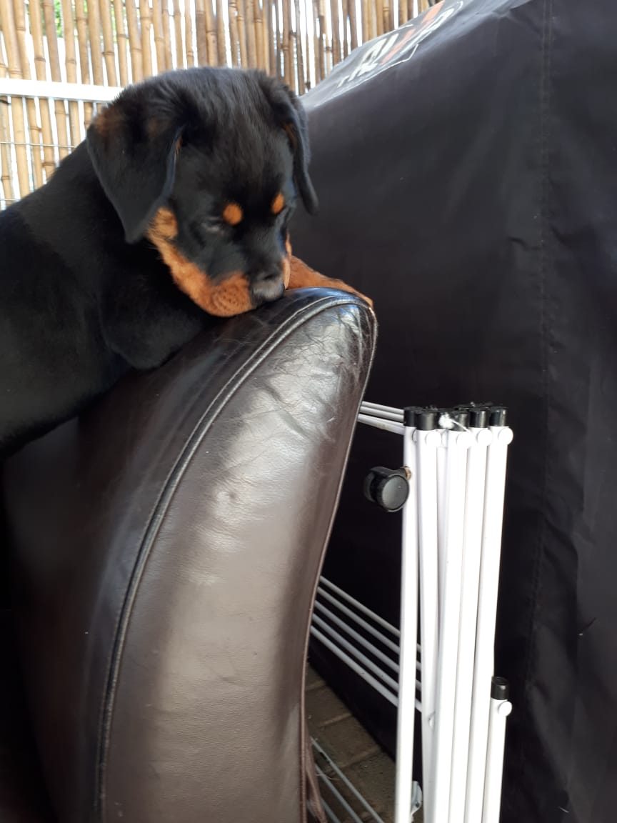Curious Rottweiler puppy exploring