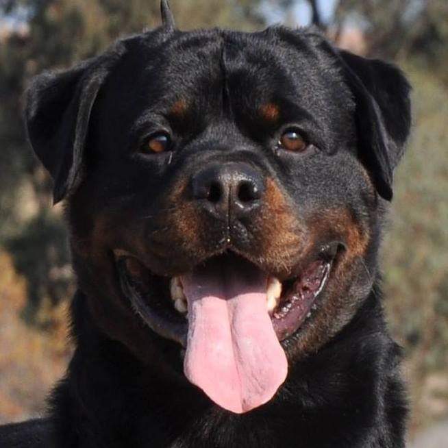 Smiling Craffenheim Rottweiler