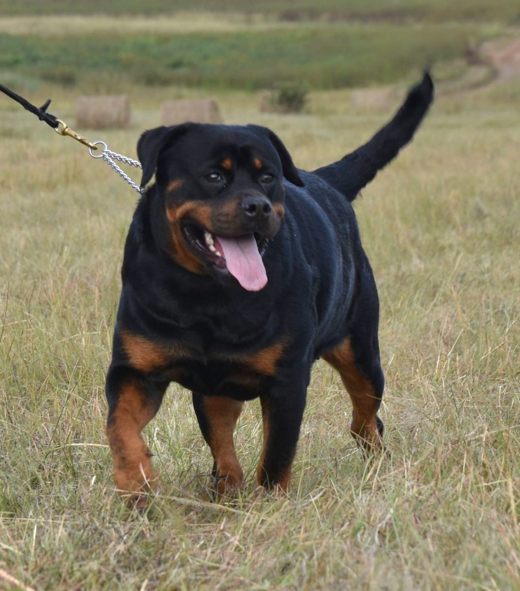 Rottweiler trotting through the grass