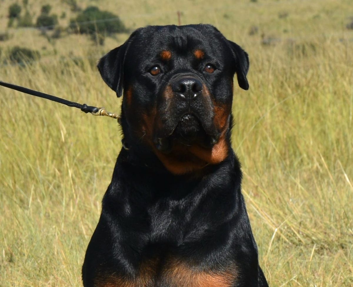 Rottweiler in the long grass