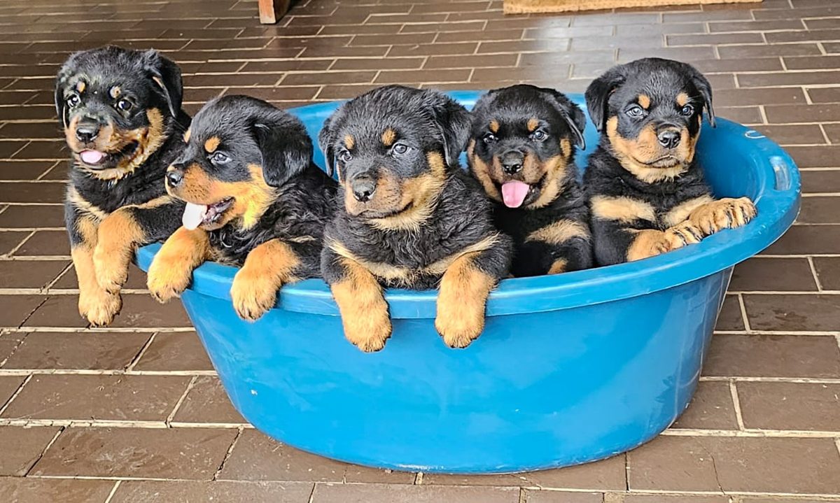 Craffenheim puppies in a paddling pool