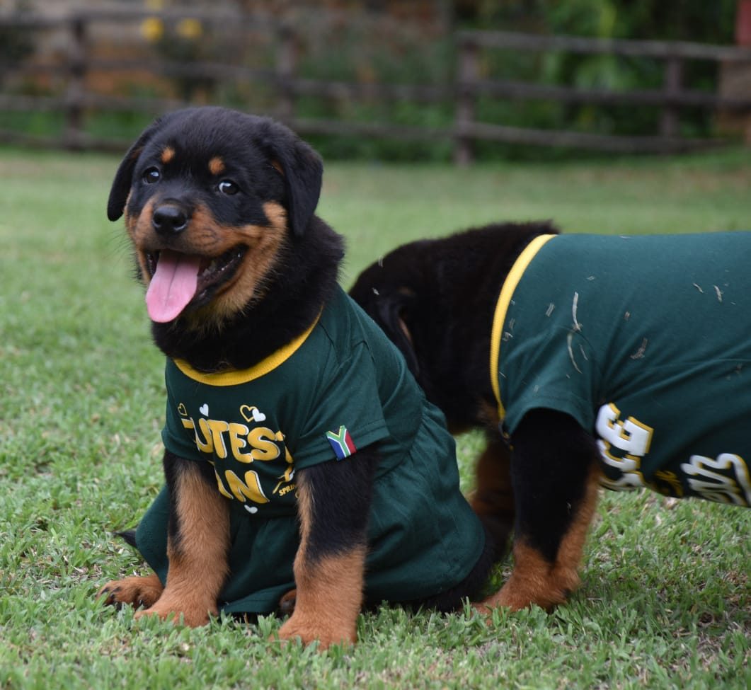 Rottweiler puppies in Springbok jerseys