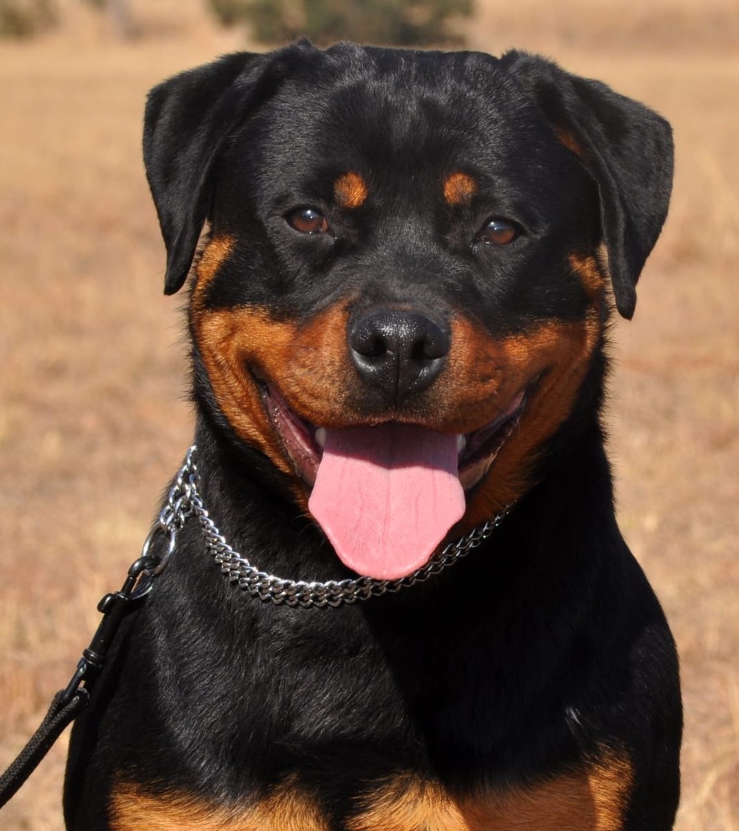 Smiling Rottweiler with a healthy bite