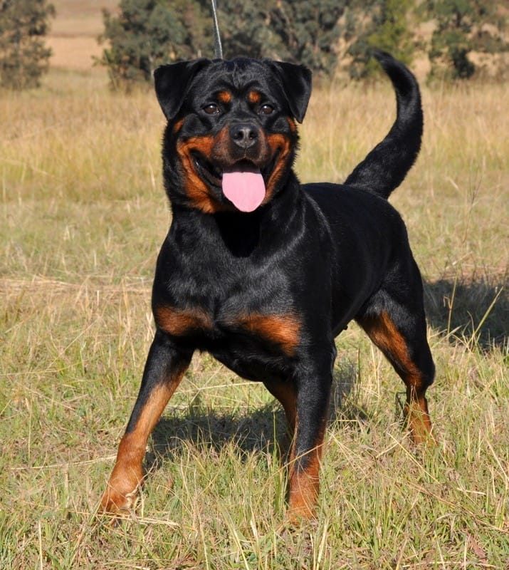 Craffenheim Rottweiler standing proud