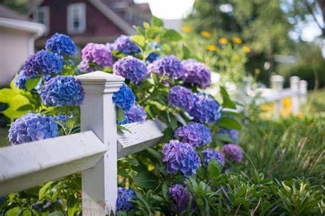 Hydrangeas – toxic to dogs