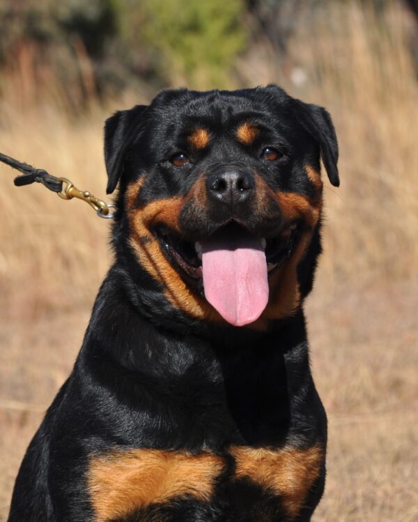Happy Rottweiler