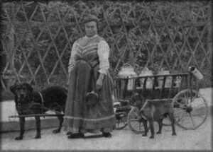 Rottweiler pulling a cart in the early 1900s