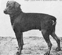 Historic Rottweiler photograph