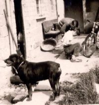 Historic Rottweiler in a farmyard