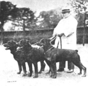 vom Kohlerwald Rottweilers, 1932