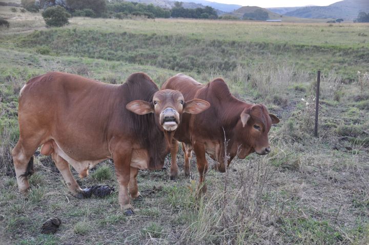 Two of our cattle grazing in the veld with the hills beyond