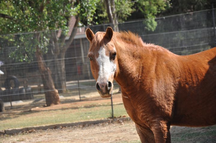 Chestnut horse with a white blaze in the paddock on the farm