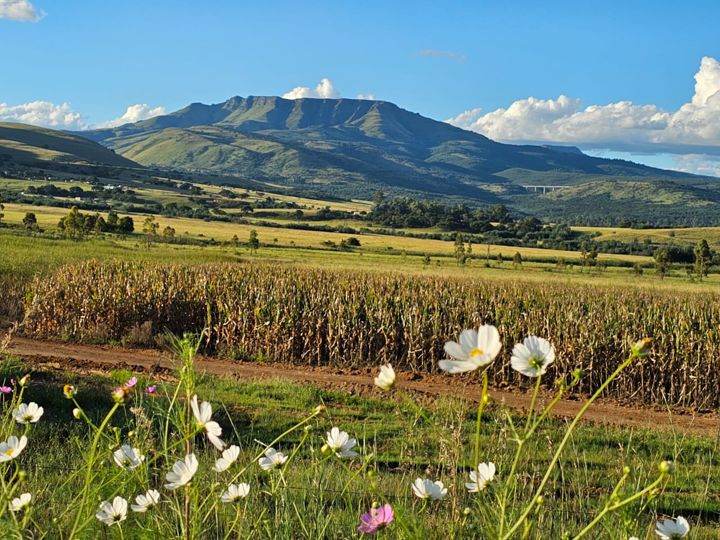 Wild cosmos flowering beside the maize fields with the mountain behind
