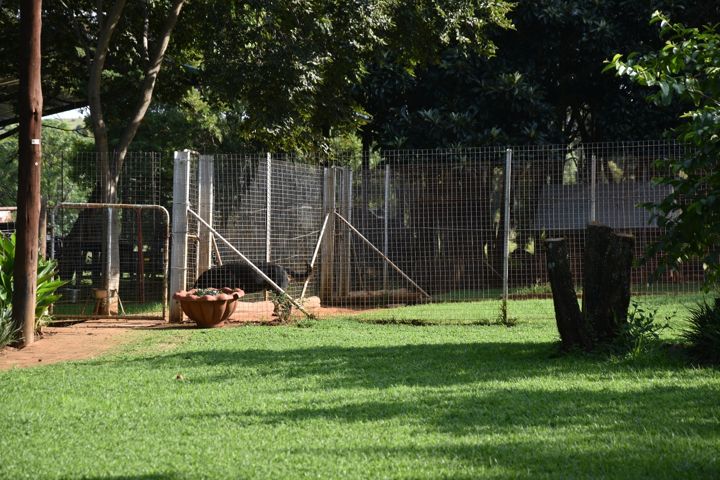 Kennel runs set in the garden at Craffenheim Rottweilers